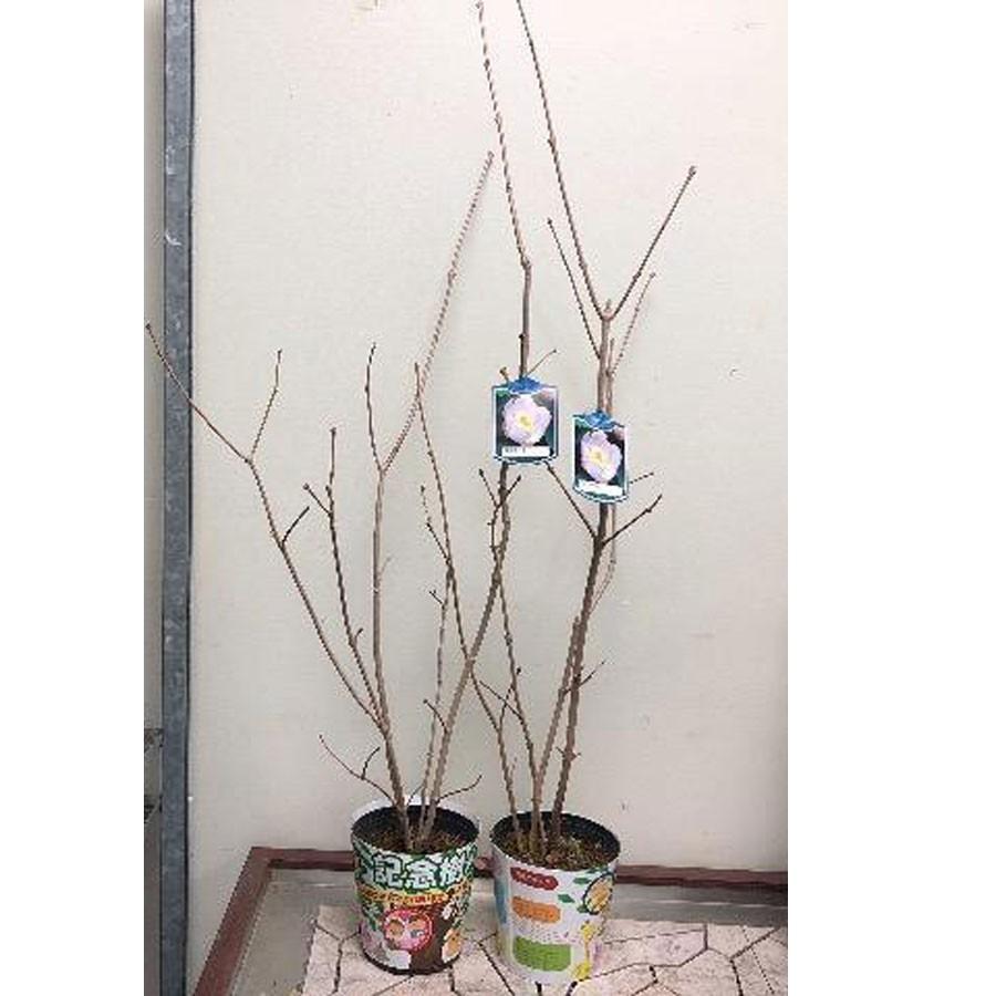 ナツロウバイ(夏蝋梅)の苗木 : 植物・園芸専門店 花育通販Yahoo!店