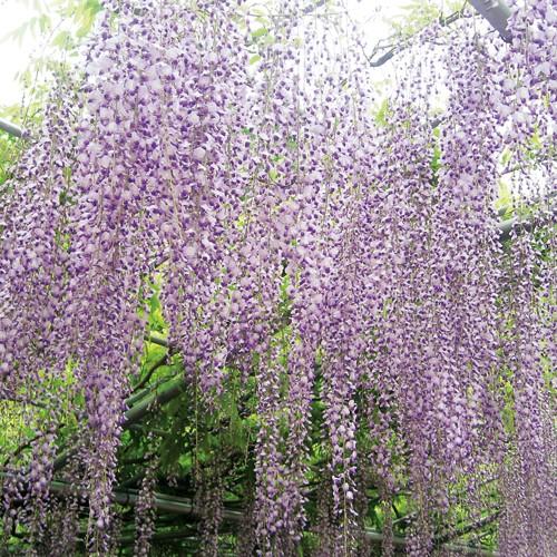 藤（フジ）「九尺藤（キュウシャクフジ）」の苗木 : 植物・園芸専門店