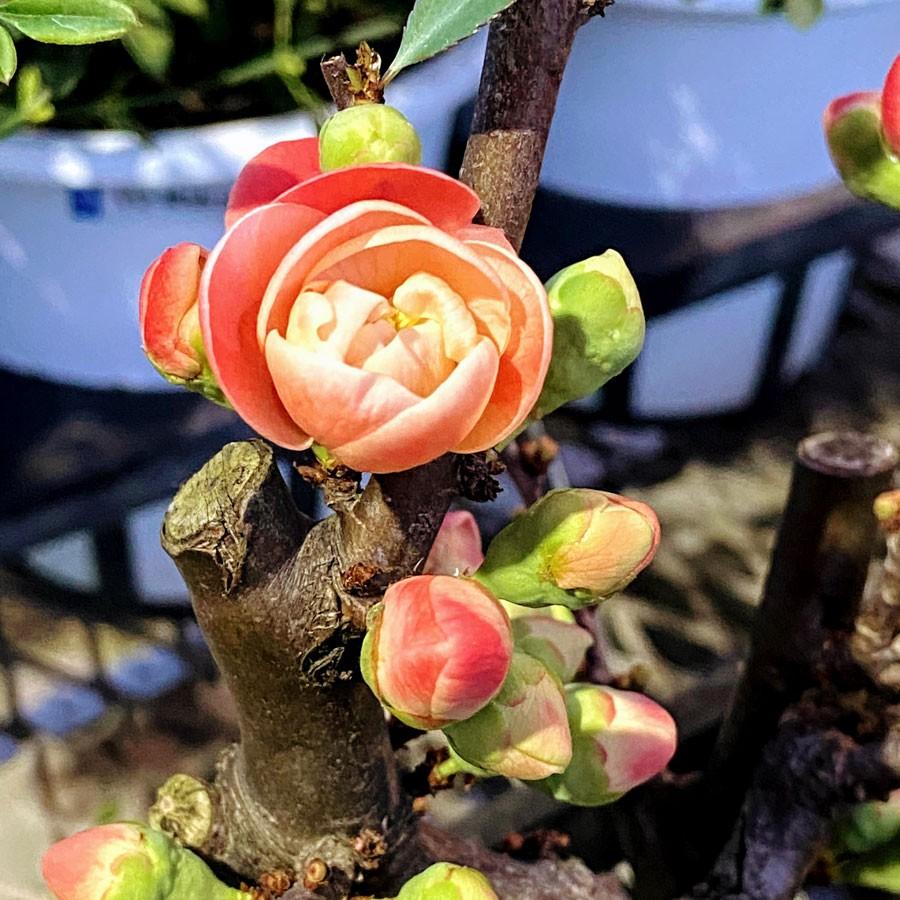 木瓜 ボケ 長寿楽 ちょうじゅらく の苗木 Ki Kaboku 529 花育通販yahoo 店 通販 Yahoo ショッピング