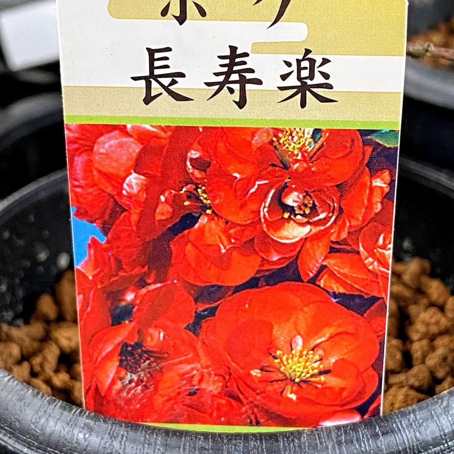 木瓜（ボケ）・長寿楽（ちょうじゅらく）の苗木 : 植物・園芸専門店 花