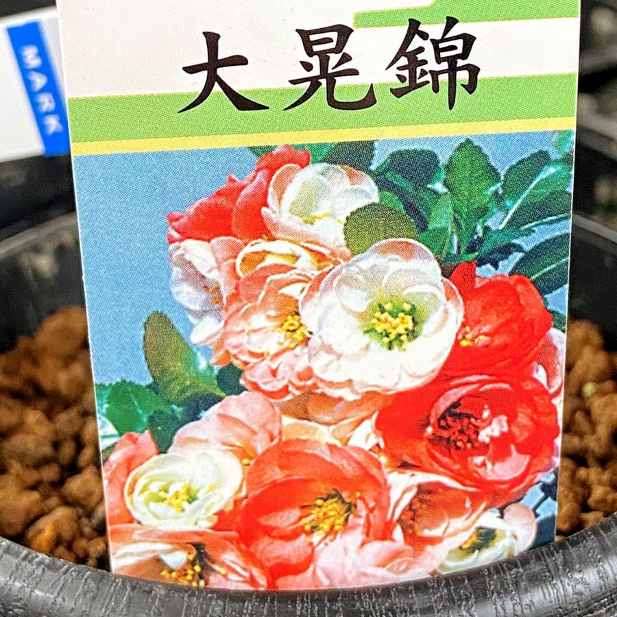 木瓜（ボケ）・大晃錦（たいこうにしき）の苗木 : 植物・園芸専門店 花