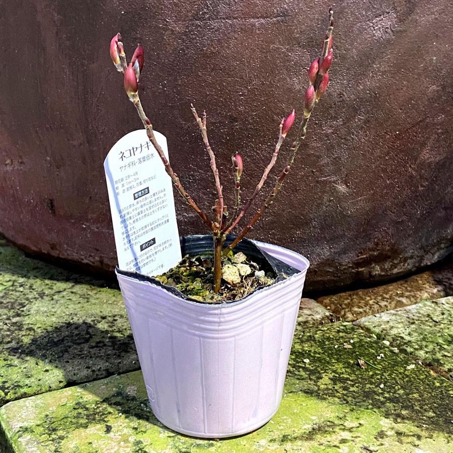 ピンクネコヤナギの苗木 : 植物・園芸専門店 花育通販Yahoo!店 - 通販