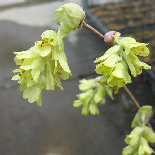 香り土佐水木 かおりとさみずき の苗木 Ki Kaboku 538 花育通販yahoo 店 通販 Yahoo ショッピング