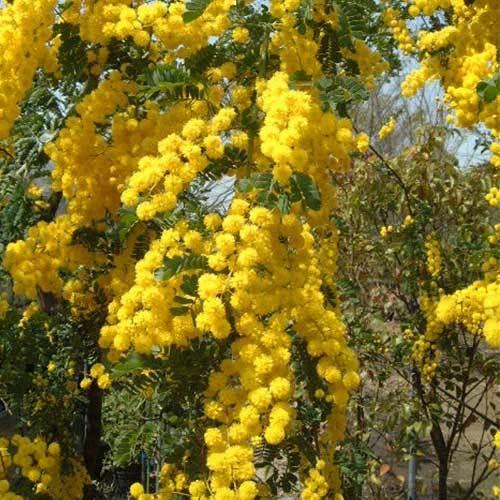 アカシアの苗木 スペクタビリス 12cmポット : 植物・園芸専門店 花育