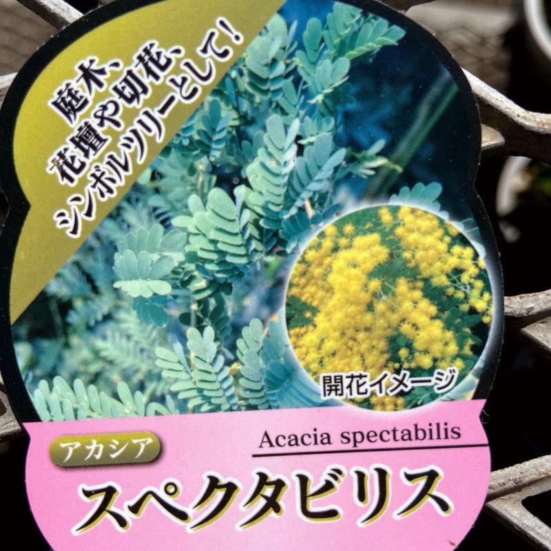 アカシアの苗木 スペクタビリス 12cmポット : 植物・園芸専門店 花育