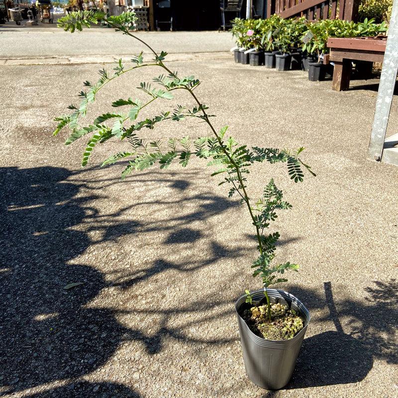アカシアの苗木 スペクタビリス 12cmポット : 植物・園芸専門店 花育