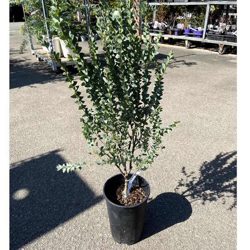 三角葉アカシア苗木 カルトリフォラミス(ナイフリーフワトル 三角葉アカシア苗木 カルトリフォラミス(ナイフリーフワトル