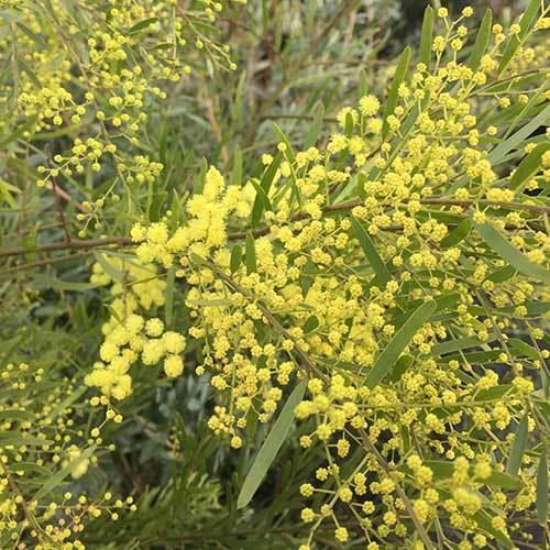 アカシア ブリスベーンワトル Fodexpo Com Co