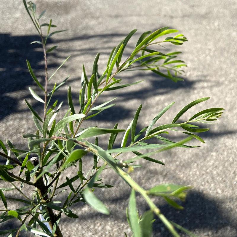 アカシア苗木 ブリスベン（ブリスベーンワトル/フリンジドワトル