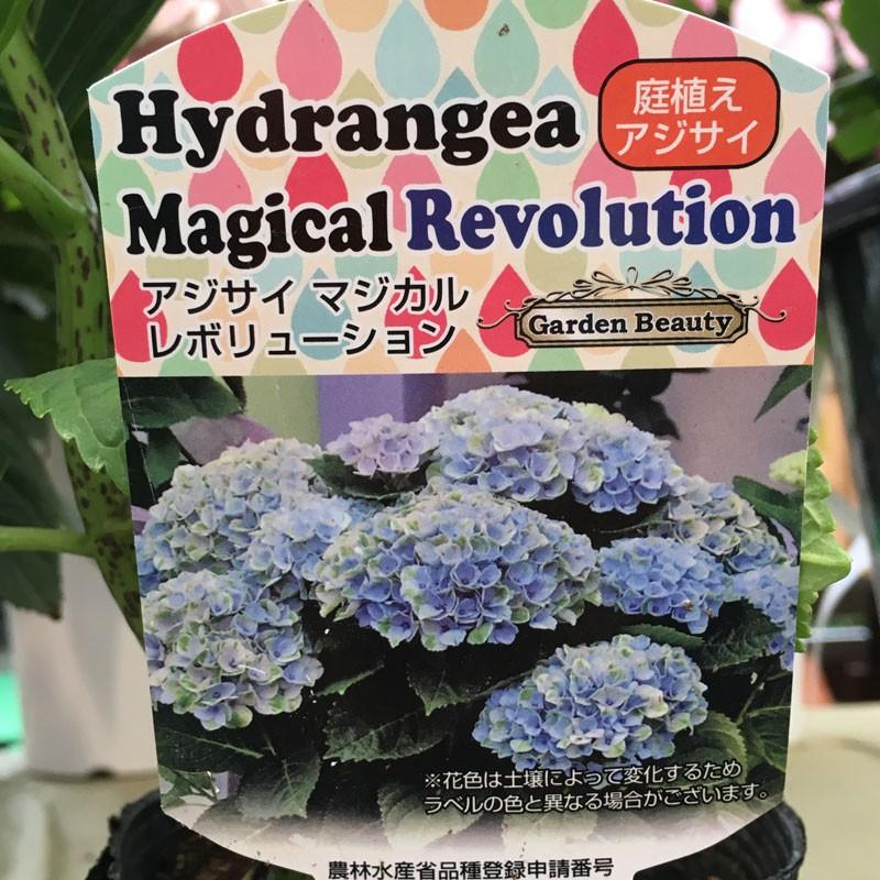 ハイドランジア(アジサイ) マジカルレボリューションの苗 : 植物・園芸