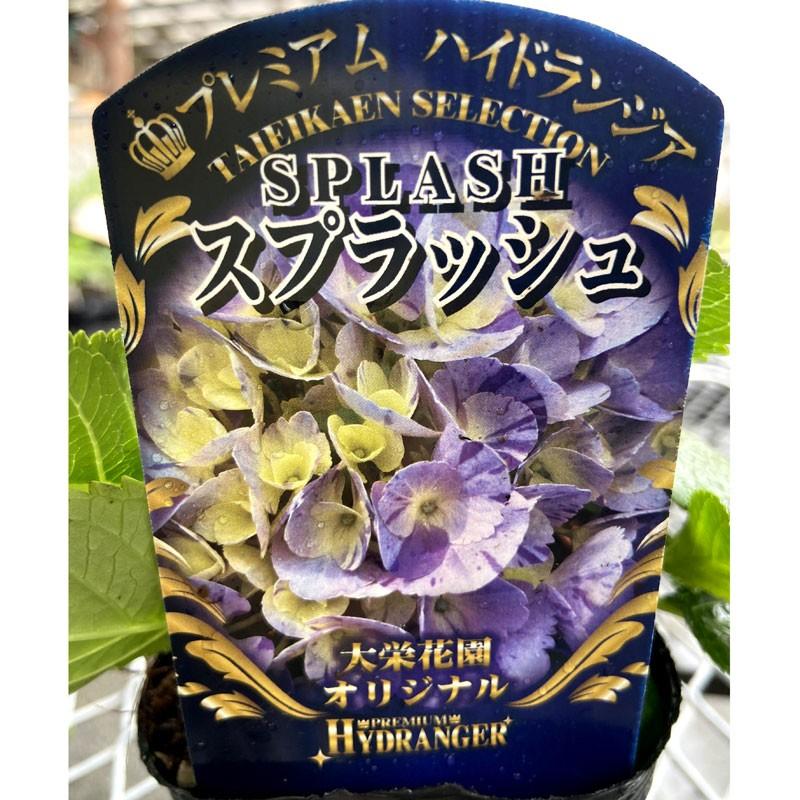 ハイドランジア アジサイ スプラッシュの苗 Ki Kaboku 559 花育通販yahoo 店 通販 Yahoo ショッピング