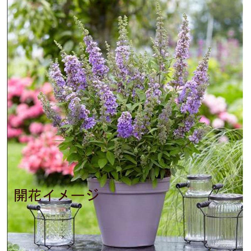 コンパクトブッドレア・ハイファイブパープルの苗木 : 植物・園芸専門
