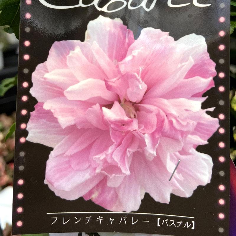 槿 ムクゲ フレンチキャバレー パステルの苗木 Ki Kaboku 578 花育通販yahoo 店 通販 Yahoo ショッピング