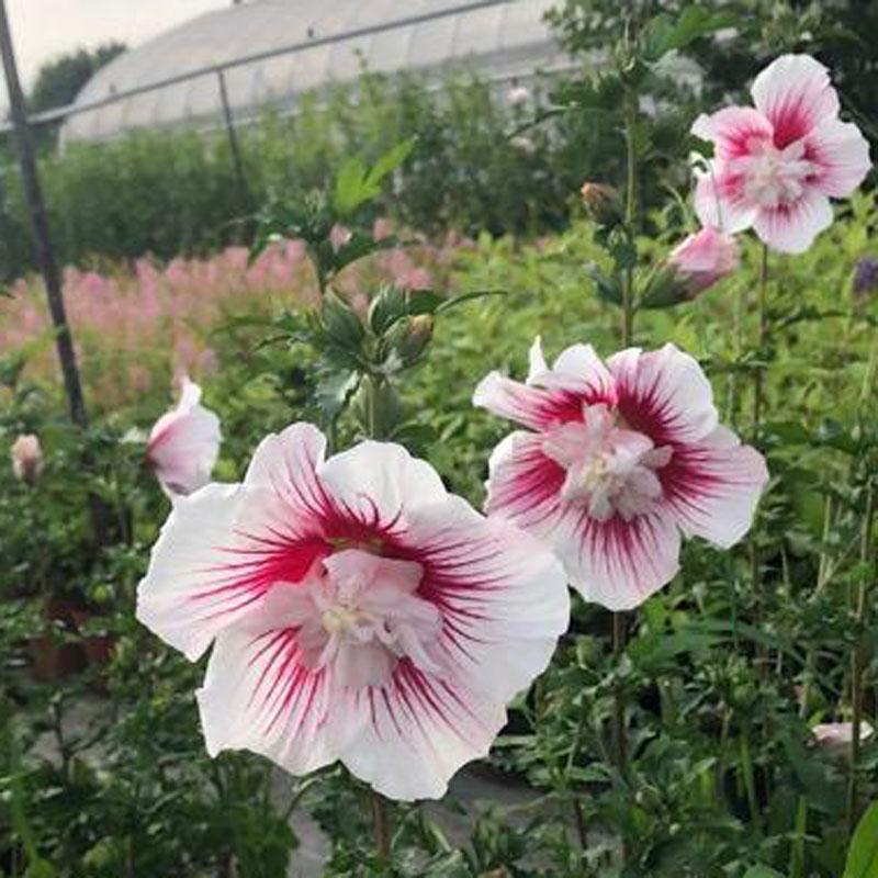 槿 ムクゲ ローズオブシャロン スターバーストシフォンの苗木 Ki Kaboku 581 花育通販yahoo 店 通販 Yahoo ショッピング