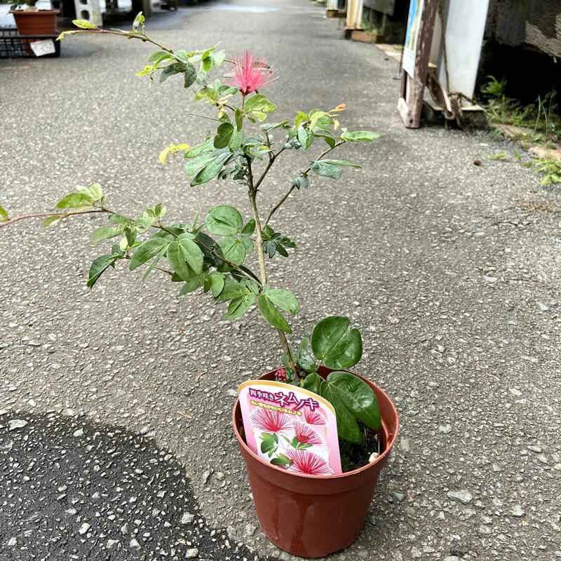 四季咲きネムノキの苗木 丸葉・高麗ネム カリアンドラ エマルギナタ