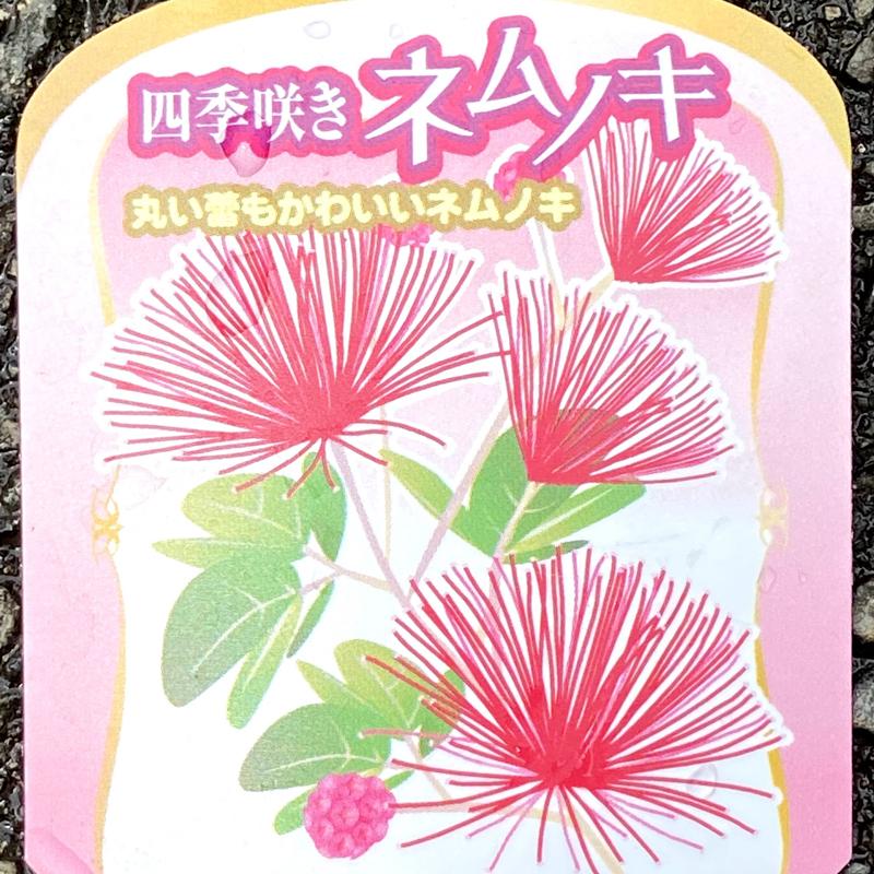 四季咲きネムノキ トキワネム 花苗 約120㌢宅急便よりそのまま匿名発送 000000054999-01.jpg?size=m&w=