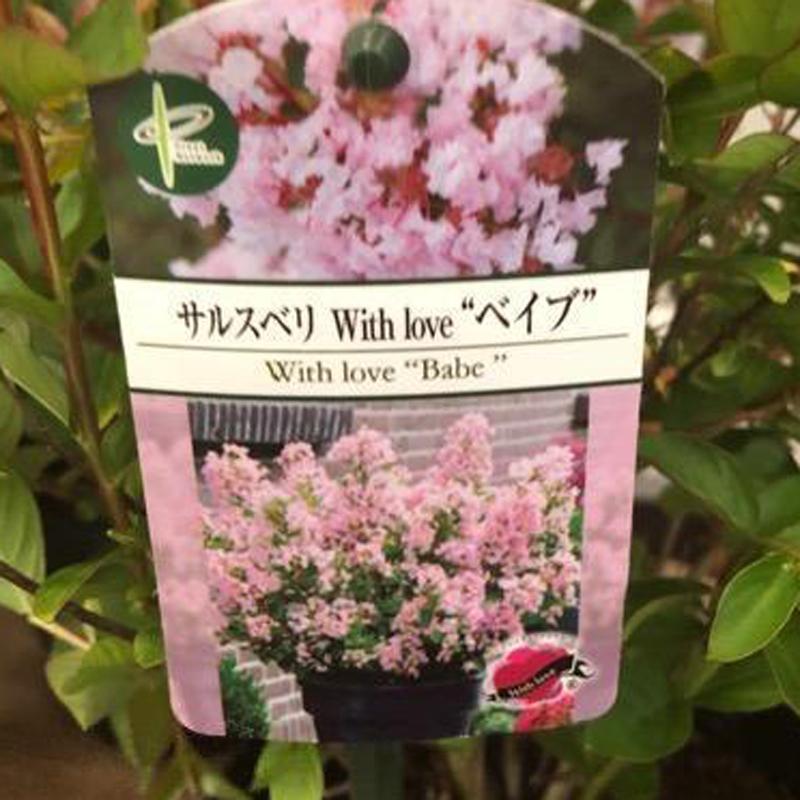 百日紅（サルスベリ）の苗木 WithLoveシリーズ'ベイブ'【5号ポット