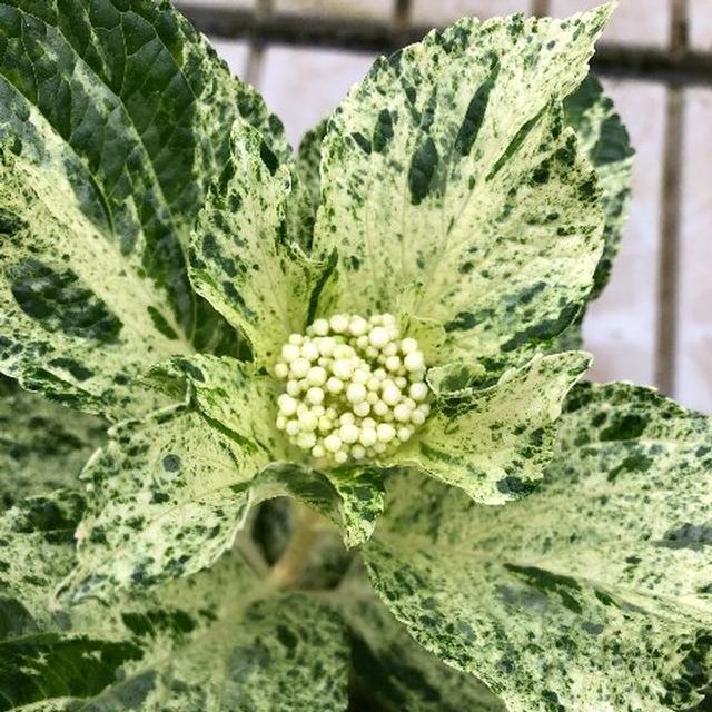 斑入り葉ハイドランジア アジサイ スフレの苗 Ki Kaboku 595 花育通販yahoo 店 通販 Yahoo ショッピング