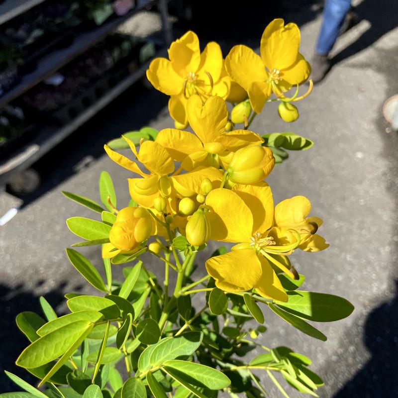 カシア コリンボーサ 黄色い天使 の苗 Ki Kaboku 602 花育通販yahoo 店 通販 Yahoo ショッピング