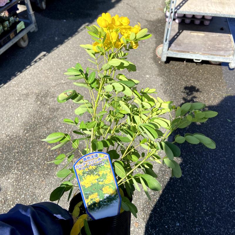 カシア コリンボーサ 黄色い天使 の苗 Ki Kaboku 602 花育通販yahoo 店 通販 Yahoo ショッピング