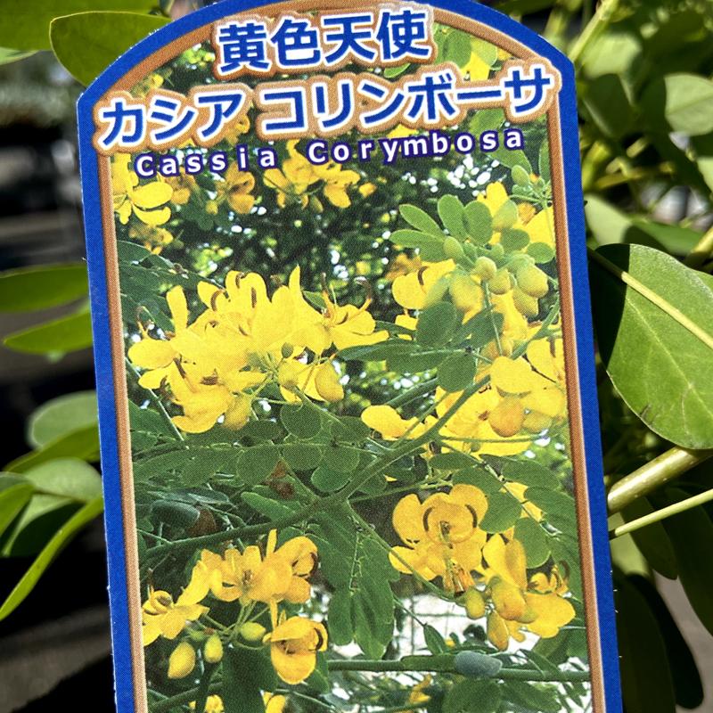 カシア コリンボーサ 黄色い天使 の苗 Ki Kaboku 602 花育通販yahoo 店 通販 Yahoo ショッピング