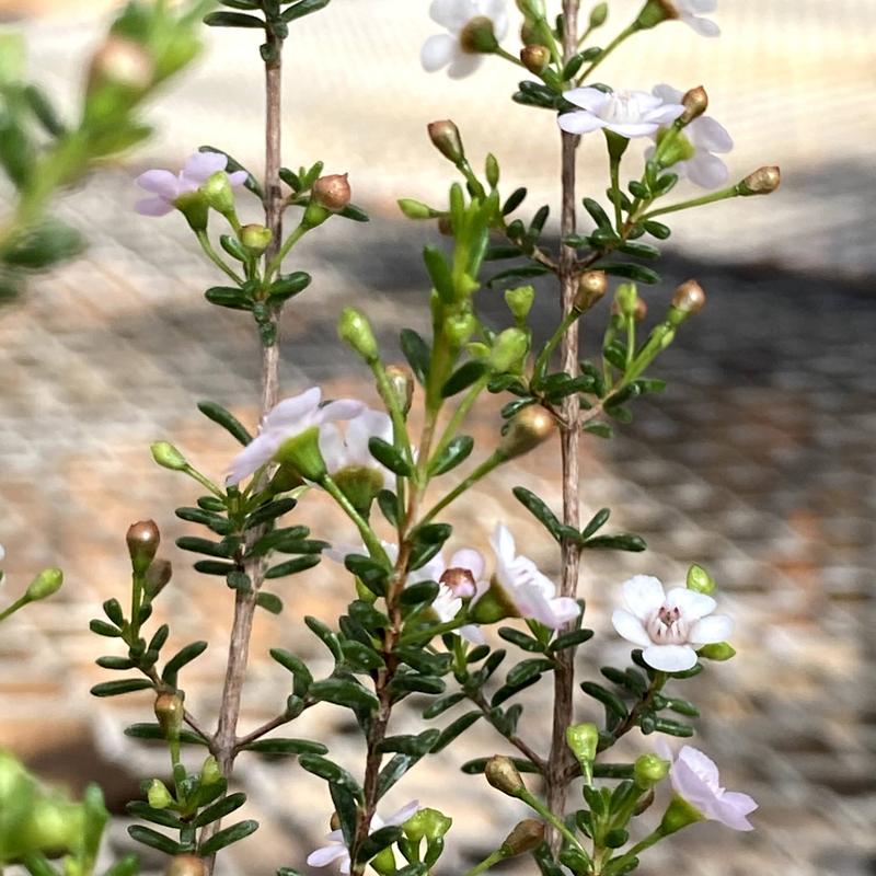 ワックスフラワー マイクロワックス の苗 3 5号 Ki Kaboku 611 花育通販yahoo 店 通販 Yahoo ショッピング