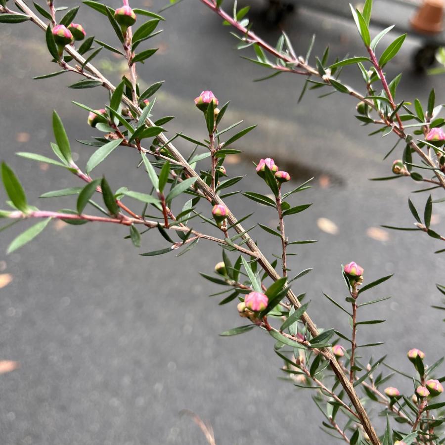 八重咲き赤花】ギョリュウバイ（御柳梅/魚柳梅/レプトスペルマム