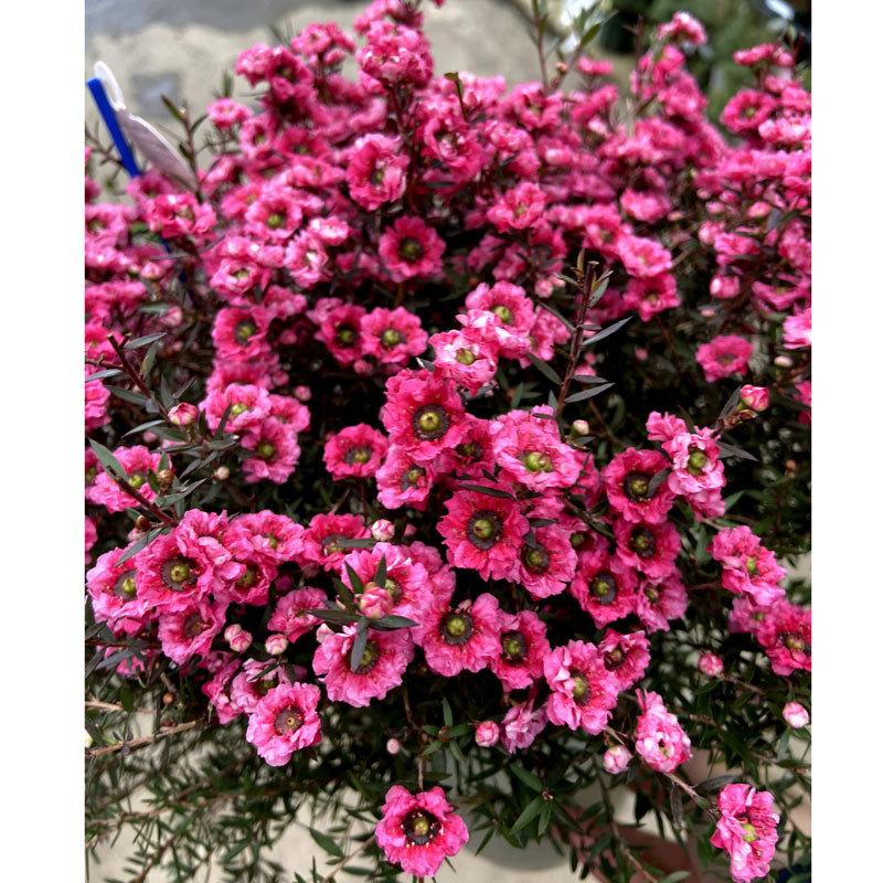 八重咲き】ギョリュウバイ（御柳梅/魚柳梅/レプトスペルマム/マヌカ