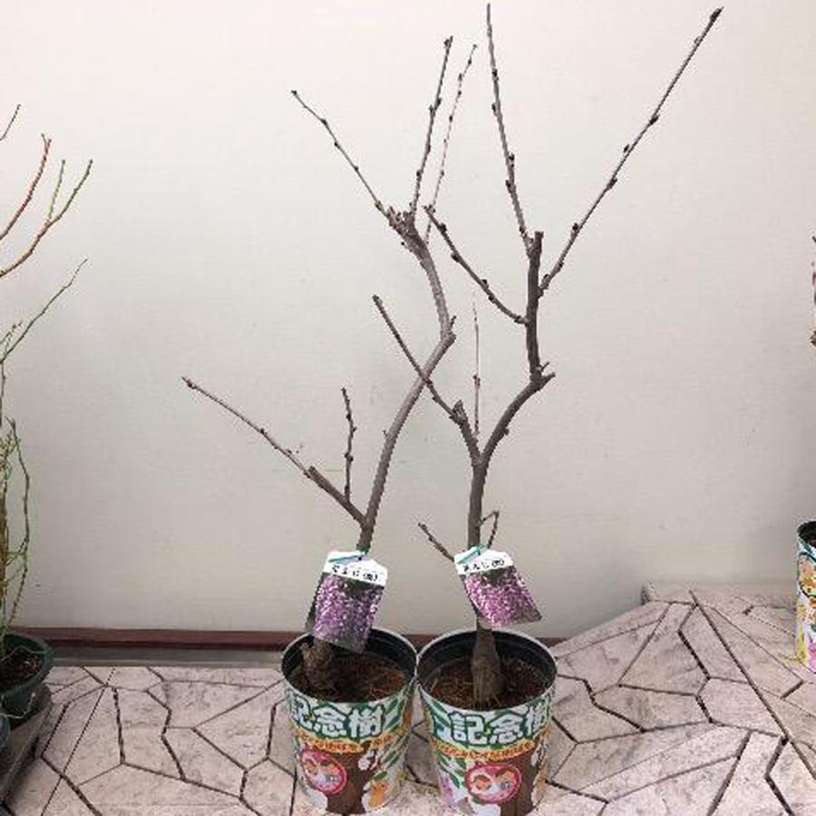 藤（フジ）「一才藤」の苗木 6号鉢植え : 植物・園芸専門店 花育通販