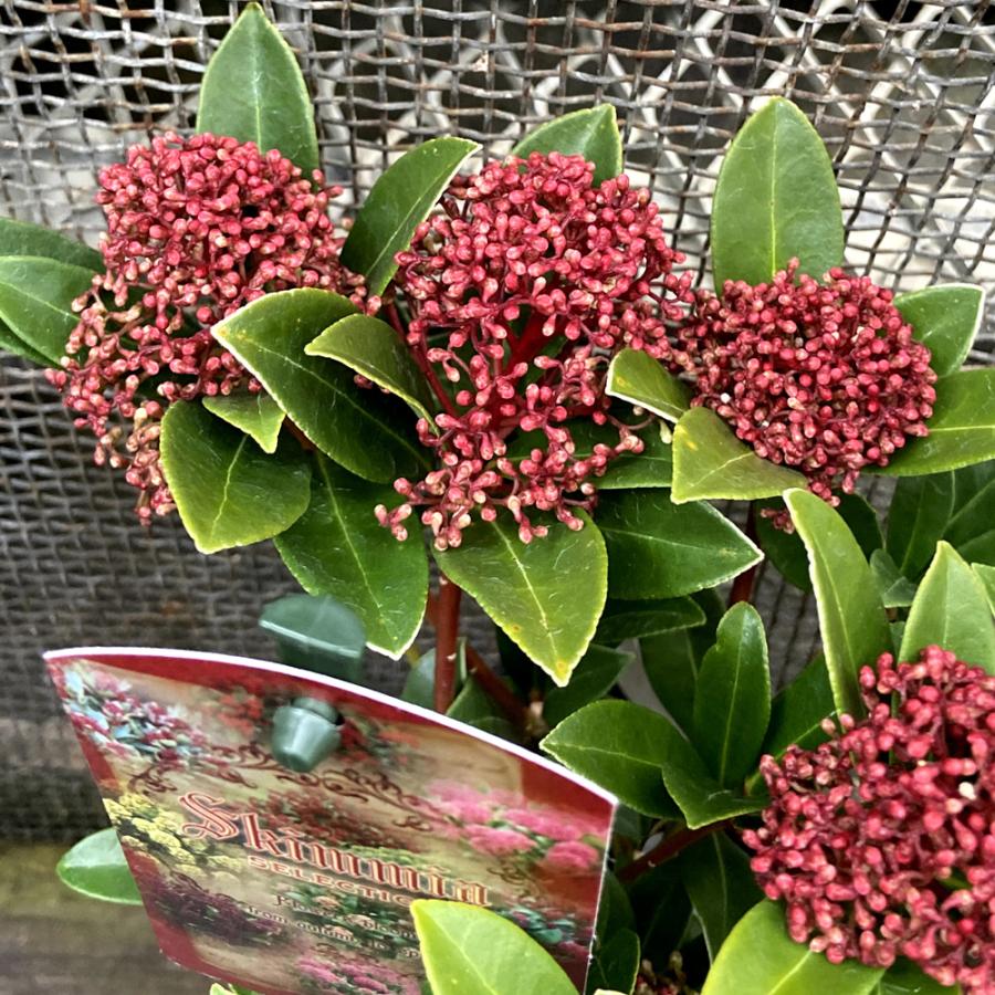 スキミア ミヤマシキミ ピンクドワーフの苗 3 5号 Ki Kaboku 628 花育通販yahoo 店 通販 Yahoo ショッピング