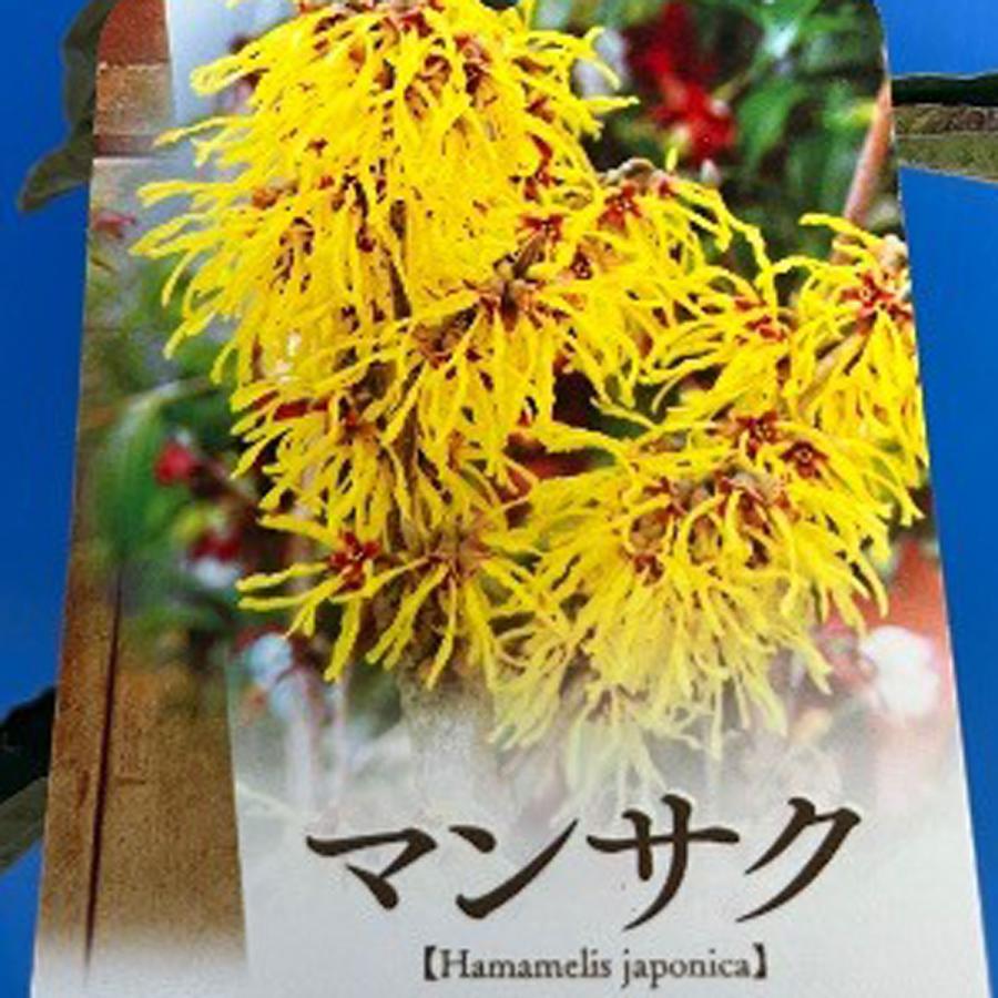 黄花マンサク（万作）の苗木 : 植物・園芸専門店 花育通販Yahoo!店
