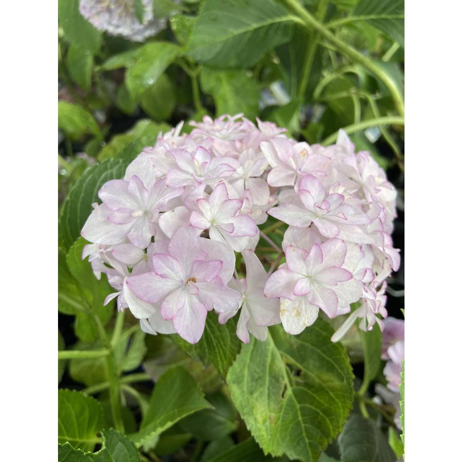 396円 超目玉枠 ハイドランジア アジサイ メロウピンクの苗