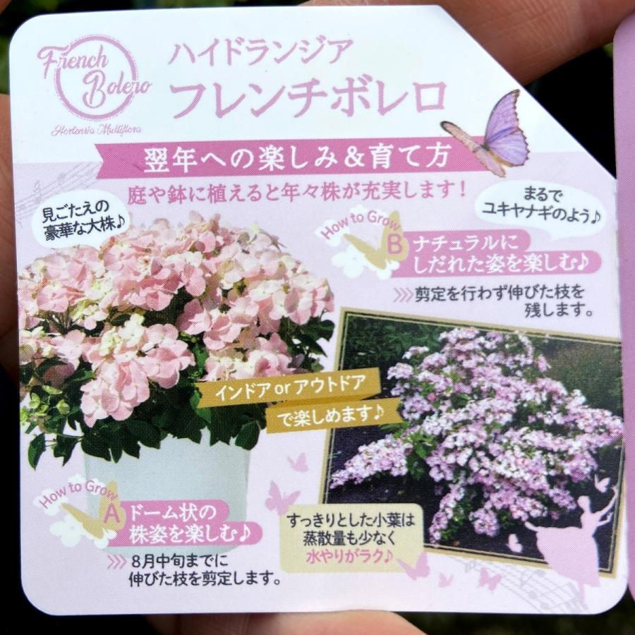 ハイドランジア アジサイ フレンチボレロの苗 蔵