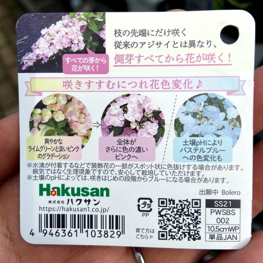 ハイドランジア アジサイ フレンチボレロの苗 蔵
