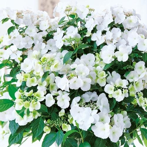 ハイドランジア(アジサイ)　ラグランジア ブライダルシャワーの苗（Yahoo!・植物・園芸専門店 花育通販Yahoo!店）