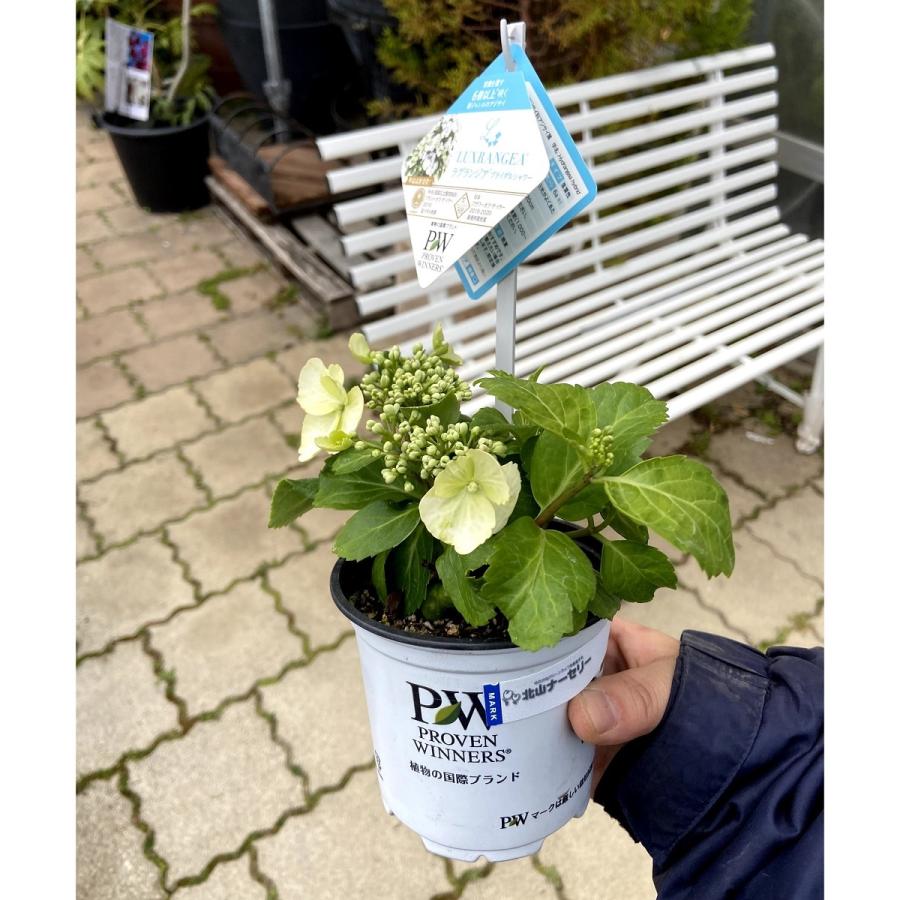 ハイドランジア(アジサイ) ラグランジア ブライダルシャワーの苗