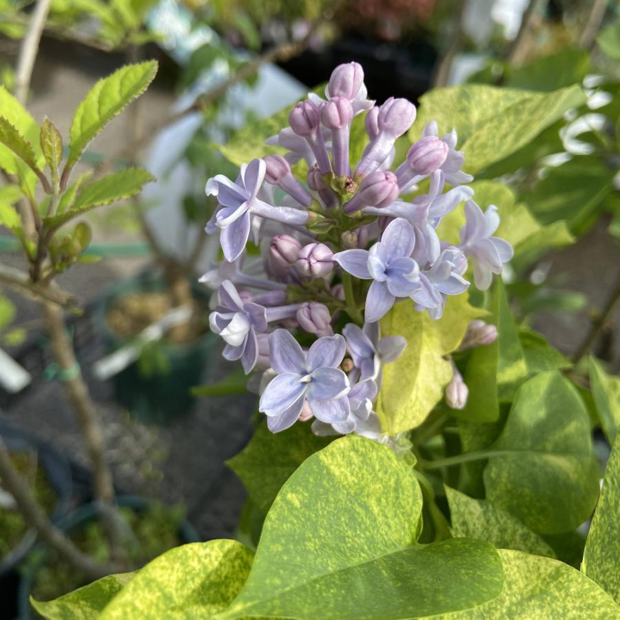 ライラック「アウクバエフォリア（斑入り）」の苗木 : 植物・園芸専門