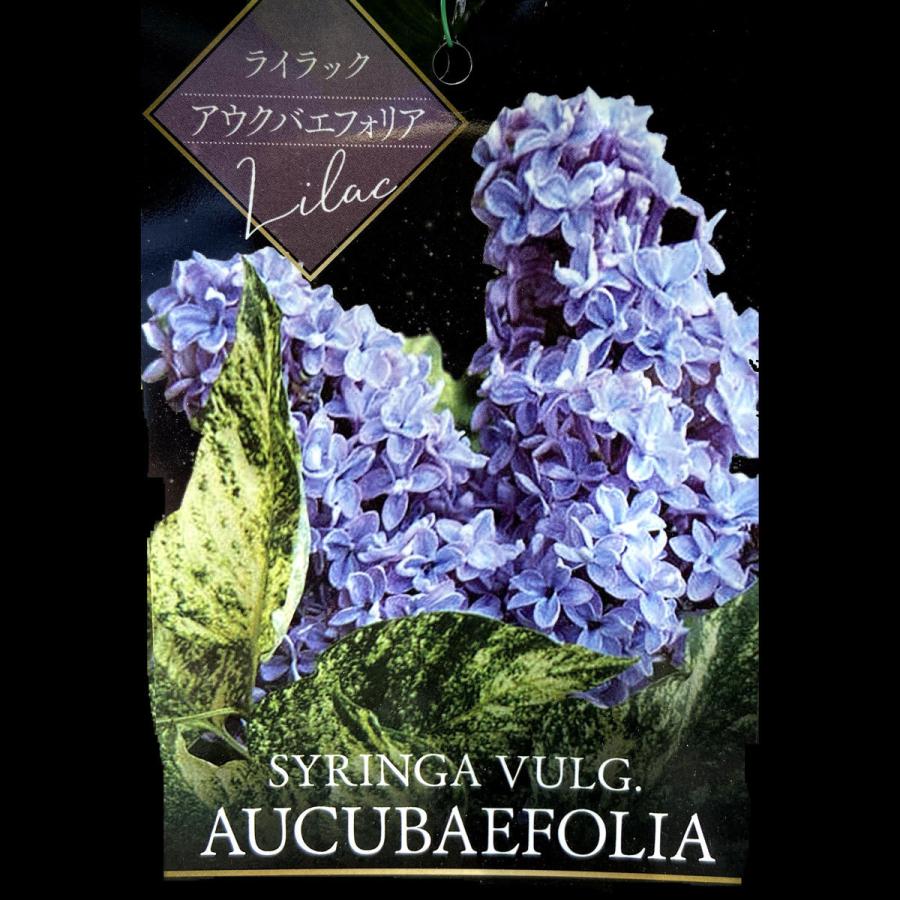 宿根草『苗木ライラックプレジデントグレビー』爽やかブルーと芳香
