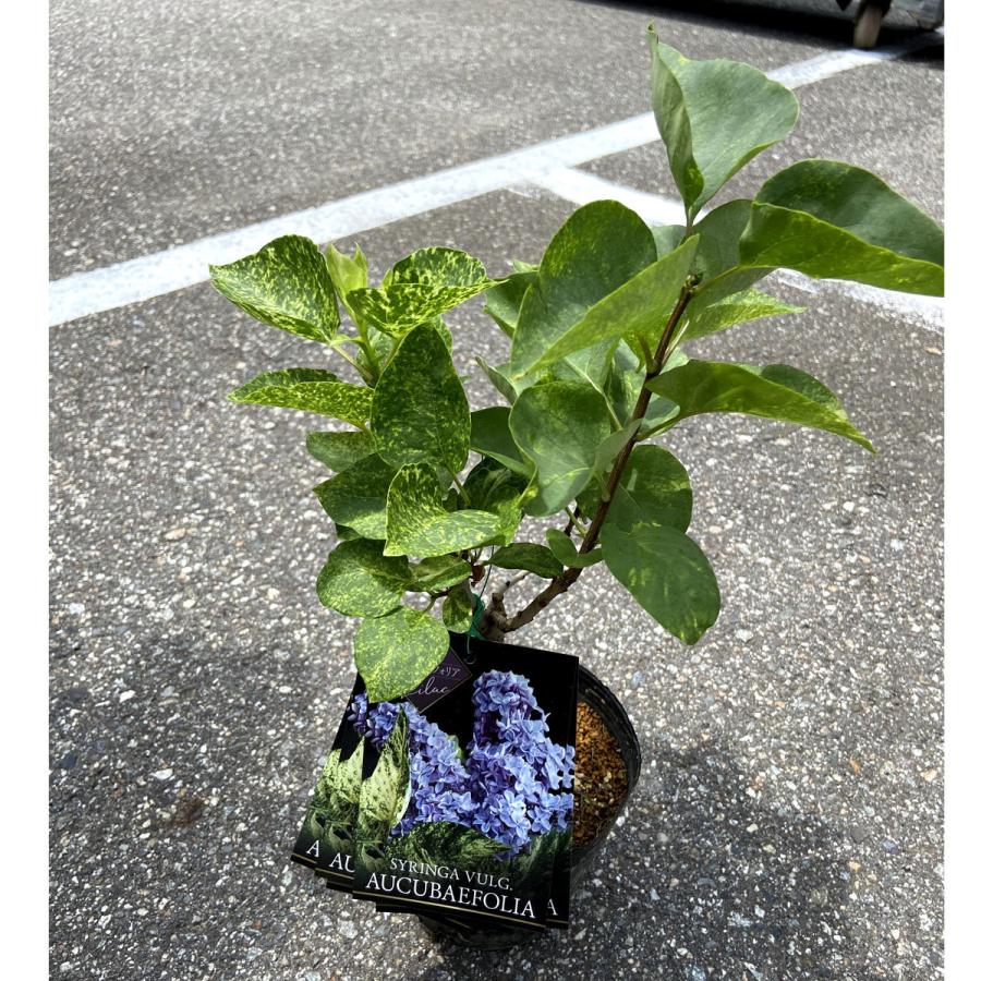 ライラック苗木 フランス 輸入苗 プレジデントグレビー 青♥️ リラの木