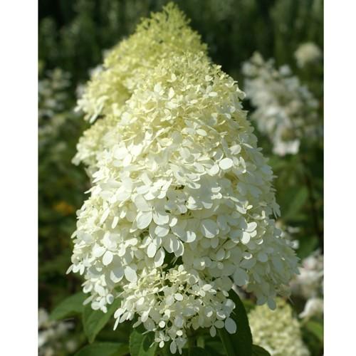 ピラミッドアジサイ ホワイトライトの苗木 : 植物・園芸専門店 花育