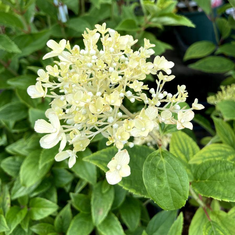 ピラミッドアジサイ ホワイトライトの苗木 : 植物・園芸専門店 花育