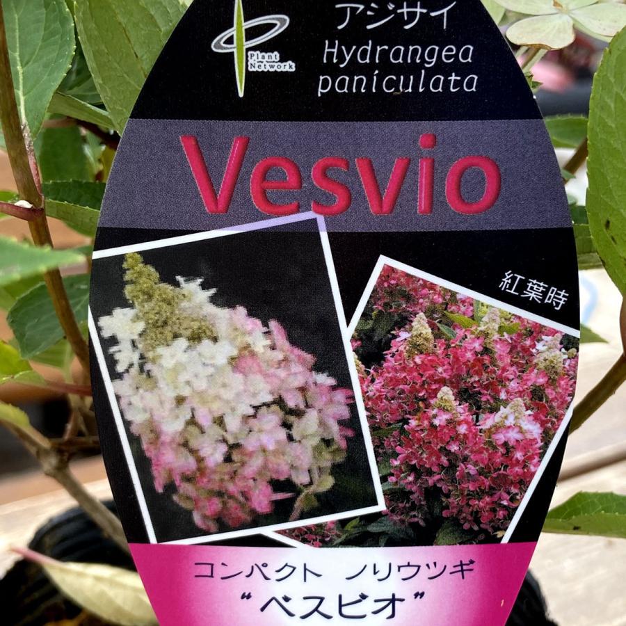 矮性ピラミッドアジサイ ノリウツギ ベスビオの苗木 5号 Ki Kaboku 658 花育通販yahoo 店 通販 Yahoo ショッピング