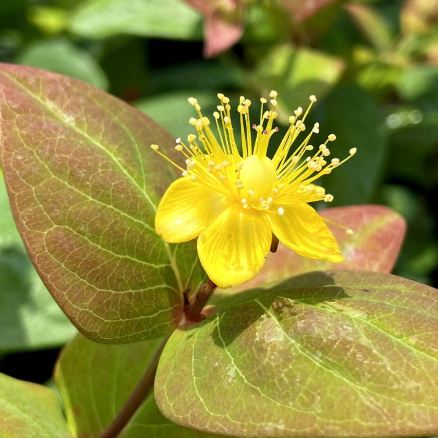 ヒペリカム ａ エクセレントフレアー の苗木 Ki Kaboku 674 花育通販yahoo 店 通販 Yahoo ショッピング