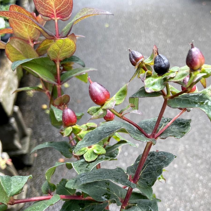 ヒペリカム マジカルユニバースの苗 : 植物・園芸専門店 花育通販Yahoo