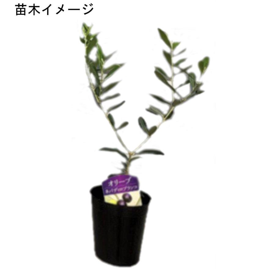 フラントイオ　オリーブの苗木 オリーブの苗木 フラントイオ 3.5-4号ポット : 植物・園芸専門店 花育