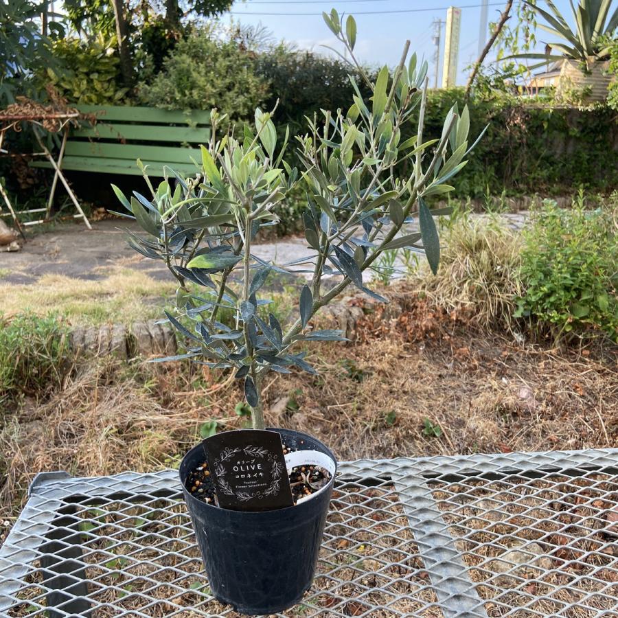 オリーブの苗木 コロネイキ 5号ポット : 植物・園芸専門店 花育通販