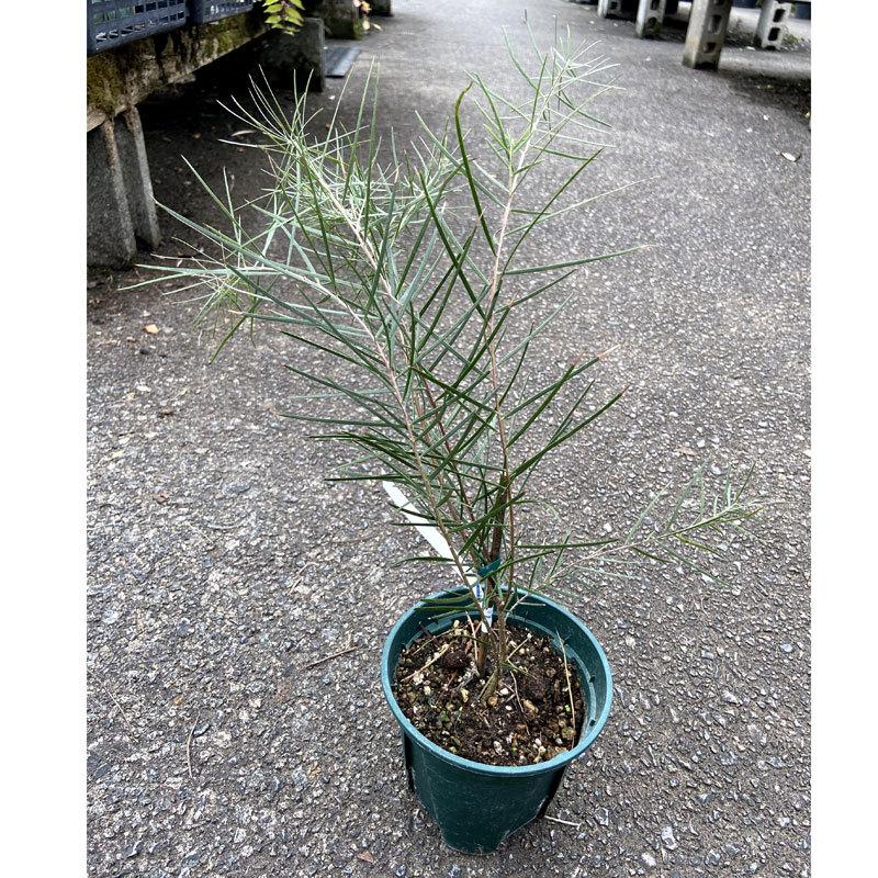 アカシア フロリバンダ フェニックスゴールドの苗木 : 植物・園芸専門