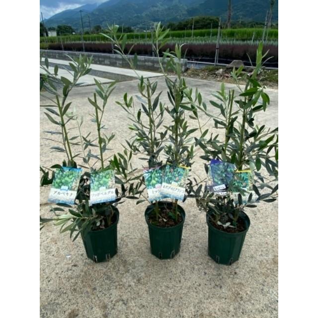 オリーブの苗木 2品種植え 5号鉢 : 植物・園芸専門店 花育通販Yahoo!店