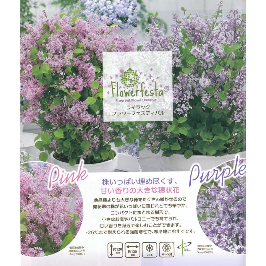 姫ライラック ドワーフライラック フラワーフェスティバル ピンクの苗木 Ki Kaboku 706 花育通販yahoo 店 通販 Yahoo ショッピング