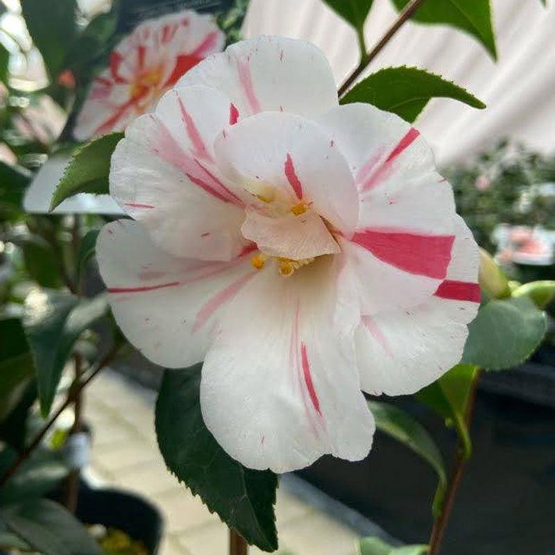 椿 ツバキの苗木 五ツ島 いつつしま : 植物・園芸専門店 花育通販Yahoo